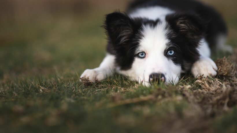 Border Collie sheep dog puppy 8 weeks old on a farm in South Wales