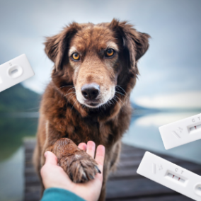 Veterinárna diagnostika